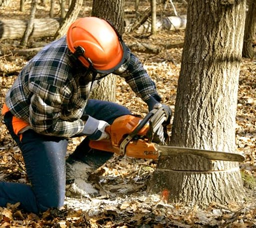 Tree Removal in Mansfield Center, CT